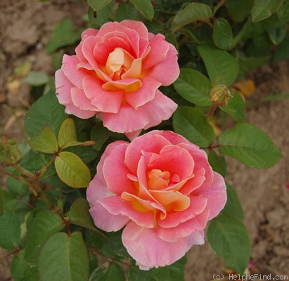 'Evelyne Dheliat ®' rose photo