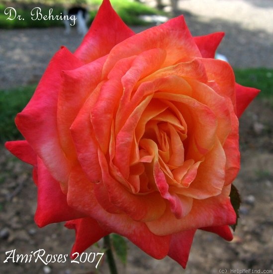 'Dr. Behring' rose photo