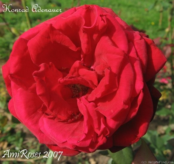 'Konrad Adenauer' rose photo