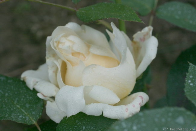 'Ruffles Queen ®' rose photo