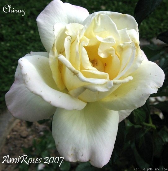 'Chiraz ®' rose photo