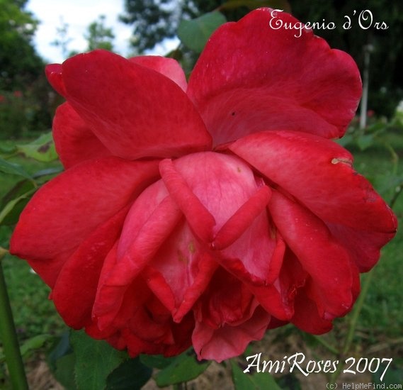 'Eugenio d'Ors' rose photo