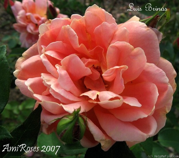 'Luis Brinas' rose photo