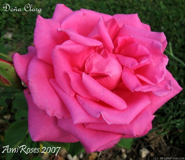 'Doña Clara' rose photo