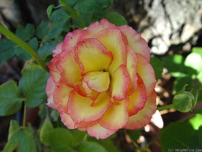 'Polo Club ™' rose photo