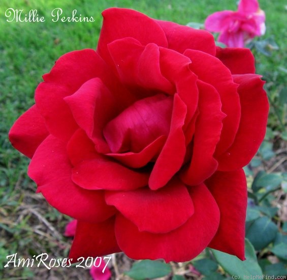 'Millie Perkins' rose photo