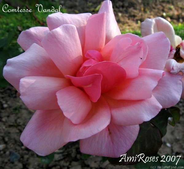 'Comtesse Vandal' rose photo