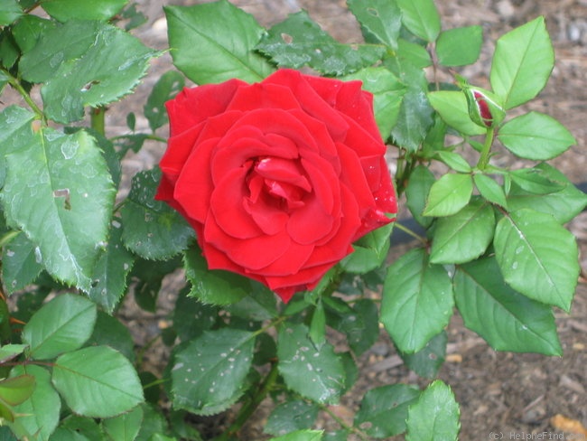'Traviata ™ (hybrid tea, Meilland, 1997)' rose photo