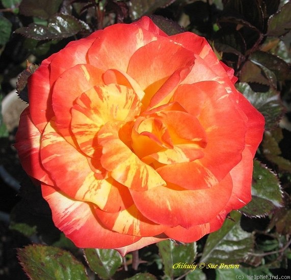 'Chihuly ®' rose photo