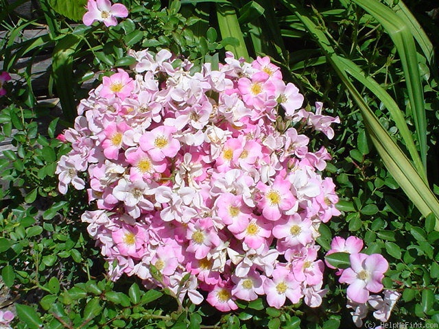 'Cumbaya ® (floribunda, Meilland, 1998)' rose, click to enlarge 'Cumbaya ® (floribunda, Meilland, 1998)' rose photo
