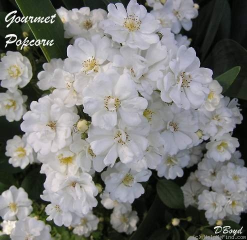 'Gourmet Popcorn' rose photo