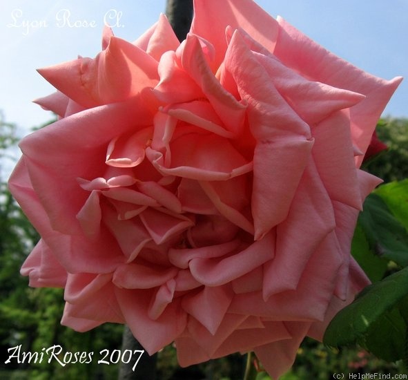 'Lyon Rose, Cl.' rose photo