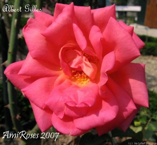 'Albert Gilles' rose photo