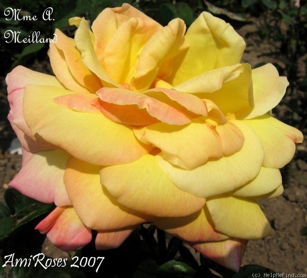 'Madame A. Meilland' rose photo