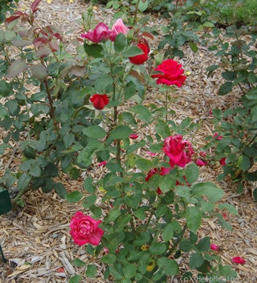 'Pétillante' rose photo