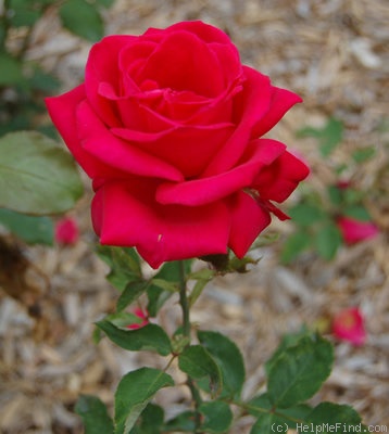 'Pétillante' rose photo