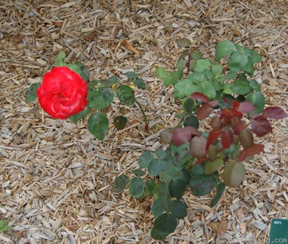 'Caid' rose photo
