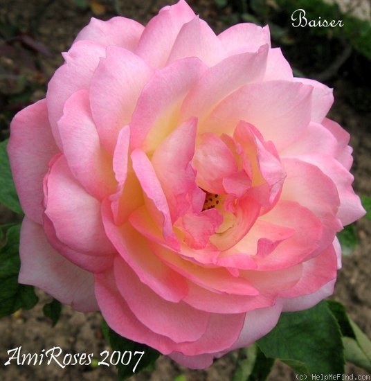 'Baiser' rose photo