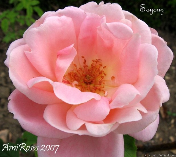 'Soyouz' rose photo