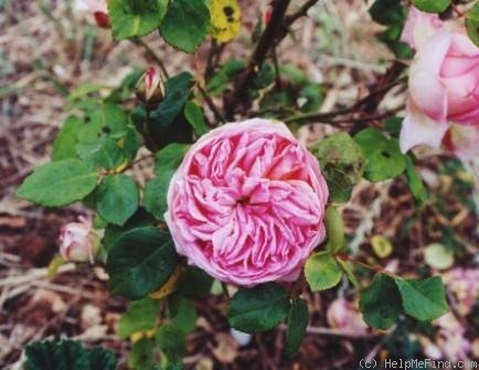 'Grace Darling' rose photo