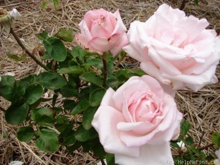 'Sachsengruss' rose photo
