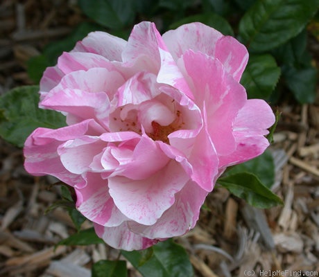 'Comtesse Brigitte de la Rochefoucauld ®' rose photo