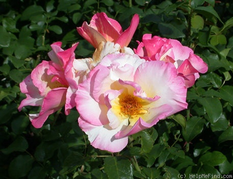 'Olivier Roellinger ®' rose photo