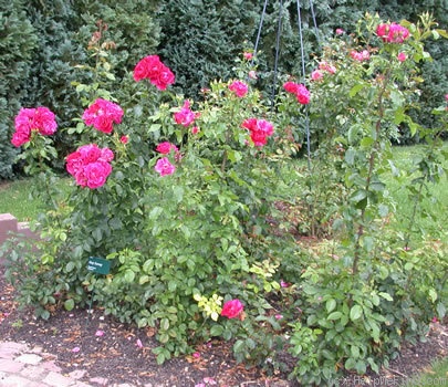 'Guy Savoy' rose photo