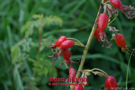 '<i>Rosa pendulina</i> L.' rose photo