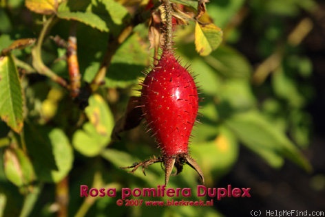 '<i>Rosa pomifera</i> 'Duplex'' rose photo