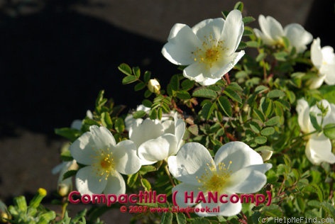 'Compactilla' rose photo