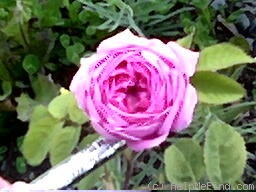 'Crested Moss' rose photo