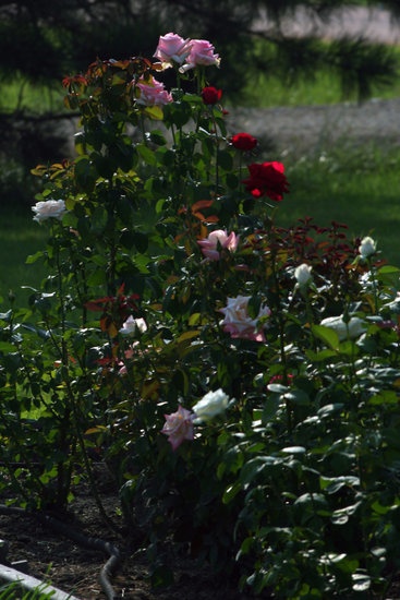 'Jenny's wichita garden'  photo