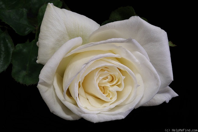 'Fred Hollows Vision' rose photo