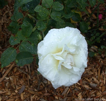 'White Satin' rose photo