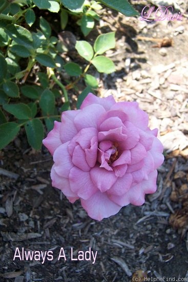 'Always a Lady' rose photo