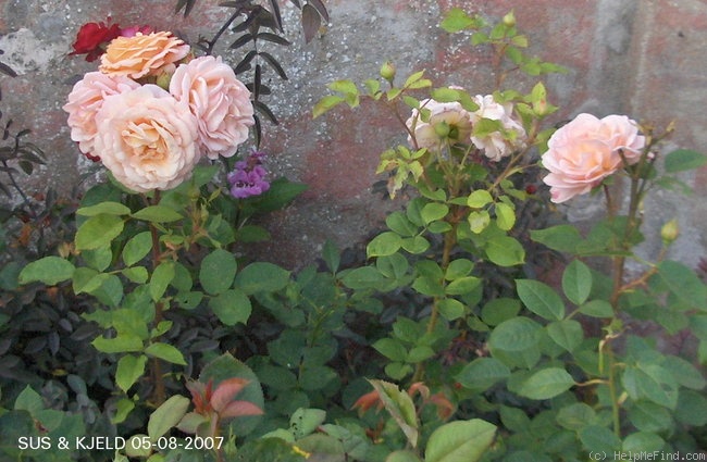 'Charles Austin ' rose photo