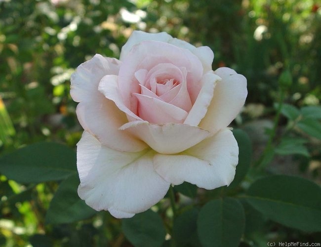 'Sunday Lemonade' rose photo