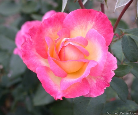 'Dagmar Berghoff' rose photo