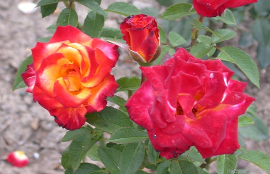 'Mein Muenchen' rose photo