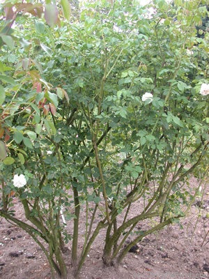 'Madame Alfred Carrière (noisette, Schwartz 1875)' rose, click to enlarge 'Madame Alfred Carrière (noisette, Schwartz 1875)' rose photo