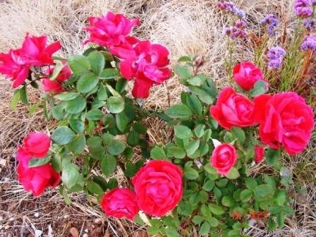 'Waldfee' rose photo