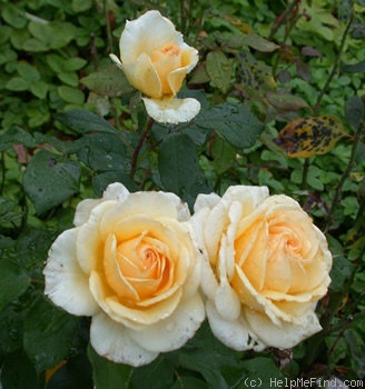 'Emperor (hybrid tea, McGredy, 1991)' rose photo
