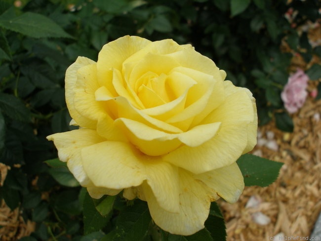 'Forty Heroes' rose photo