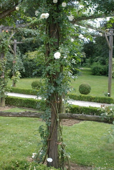 'Albéric Barbier (Rambler, Barbier, 1900)' rose photo