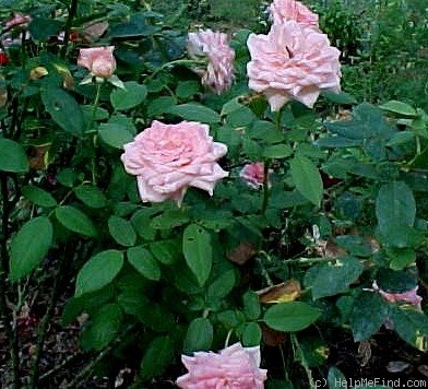 'Liv Tyler ®' rose photo