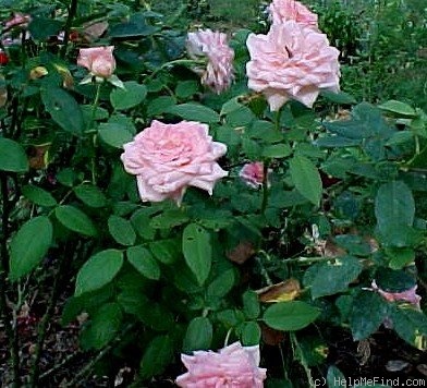 'Liv Tyler ®' rose, click to enlarge 'Liv Tyler ®' rose photo