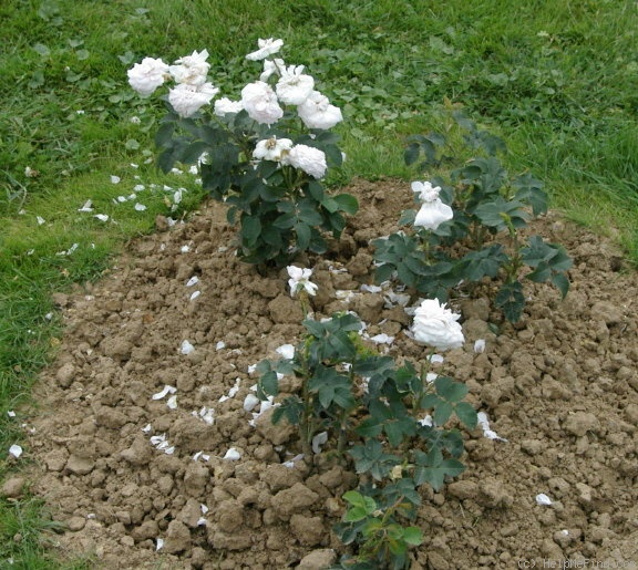 'Cuisse de Nymphe Émue' rose photo