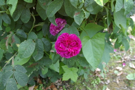 'Double Brique' rose, click to enlarge 'Double Brique' rose photo