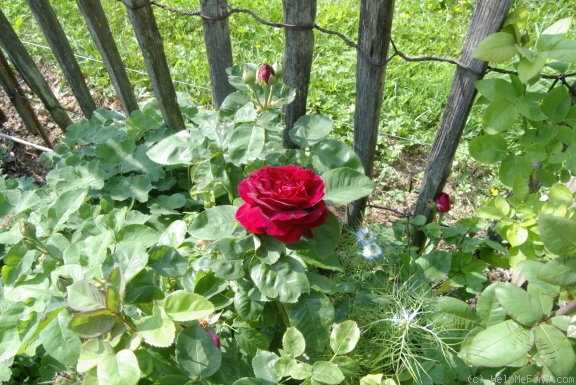 'Eugène Fürst' rose photo